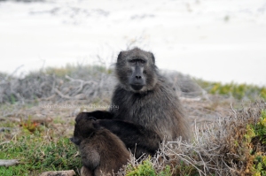 Baboons at the Cape of Good Hope, South Africa